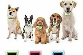 记者调查 | “狗语翻译器”走红：狗狗说“人话”？您可别太当真！图片