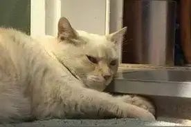 一只猫干倒七只斗牛犬，真·猫界叶问图片