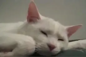 猫咪在睡觉被主人喷嚏声吵醒，给主人回复了这样的一个表情图片