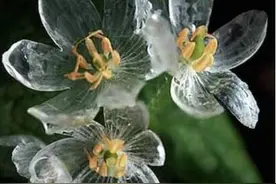 冰莲，淋雨后会变透明的花，真神奇图片