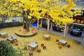 旅行|相遇腾冲银杏村，正是一年醉美时！图片