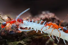 红蚂蚁大战白蜈蚣结局让人大失所望图片