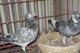 浅谈鸽子窝做法：简单又美观!图片