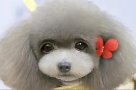 如何养一只可爱又健康的宠物狗狗——常见疾病及预防控制图片