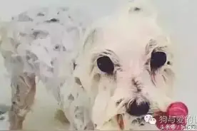 饿的吃石头生活的流浪狗，牙齿都崩掉了，多亏好心人图片