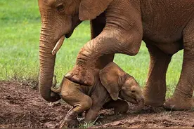 小象不慎摔进泥潭，接下来母象的举动令人感动图片