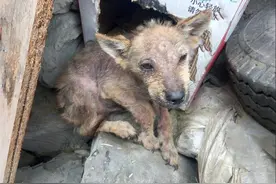 被遗弃的狗狗家门口苦等主人，宁愿住垃圾堆也不肯离开半步图片