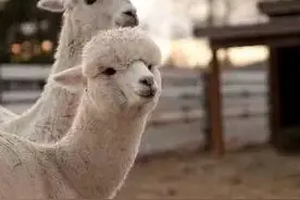 年底高铁能用Wifi，速度杠杠的图片