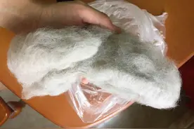 狗狗掉毛了，我把它的毛全部攒起来打算做羊毛毡~图片