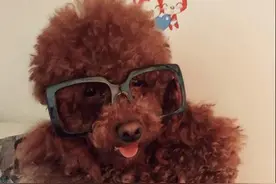 我家汪星人竟比我名气还大，快来看。成名招数都在这了！图片