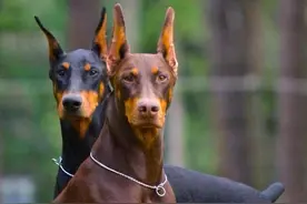 世界犬种-德国杜宾犬图片