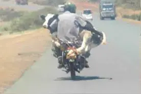 摄影：非洲生活的日常，猛兽为伴，PK开挂阿三，草坪靠喷漆！图片