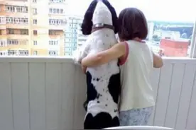 搞笑狗狗合集.我们一起去看山，看水，看世界图片