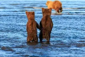 熊大熊二看手牵手看妈妈捕鱼，谁说我们熊没有感情图片