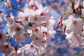 中日韩文化大比拼：武术、茶道、剪纸图片