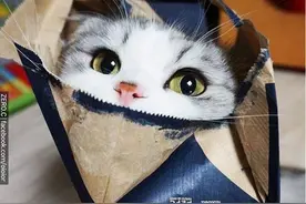 超萌的包子脸小猫咪，人家真的还是个宝宝！图片
