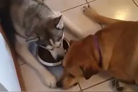 二哈将食物倒在地上分给同伴，还乘机亲了对方图片