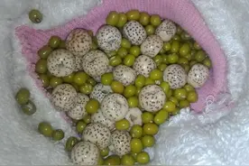 绿豆大米高抛星月菩提，这就是个坑！图片