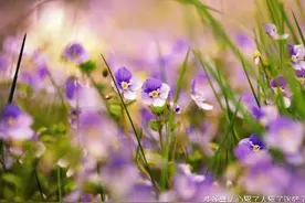 人生感悟：风的方向是由树决定,人的方向是由自已决定。图片