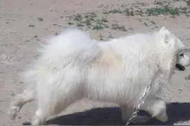 萨摩耶什么时候训练最好图片