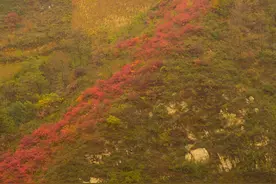 秦岭天子峪西岭｜秋至秦岭深山，家家户户晒柿子图片