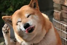 充满魔性的柴犬表情包  你能找出混入柴犬大军的卧底吗？图片