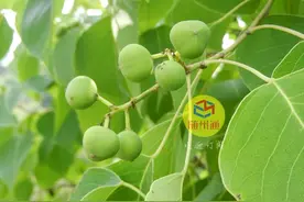 知道吗？不起眼的它，是香皂和蜡烛的原料，经济价值极高图片