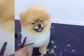 爱臭美的狗狗修剪毛发的表情也忒萌了吧！图片