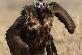 神雕侠侣中的雕兄，现实中长成这样图片