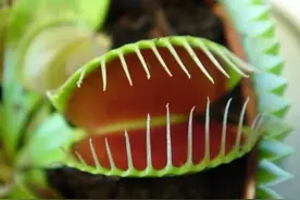 植物可不是都是吃素的 ----捕蝇草的捕食过程图片