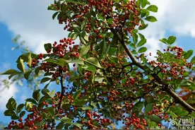 红彤彤的花椒熟了，采摘过程看似简单却真不容易！图片