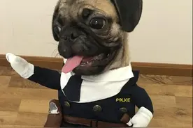 当狗狗穿上衣服后，还真是人模狗样的！萌翻了有没有？图片