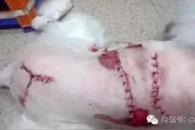 狗狗意外受伤怎么办，处理办法贡上，请收纳图片