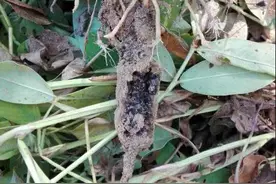 花生发现“奇怪”症状，不知道是虫害还是病害，保证您没见过图片