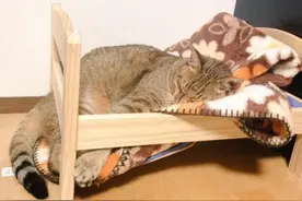 床都给睡塌了，喵星人依然熟睡如猪图片