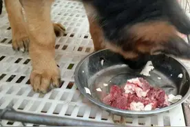 这9种食物对狗狗有致命的伤害！图片