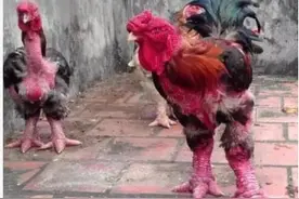 越南东涛鸡腿粗比手腕，鸡爪可卖近两千元图片