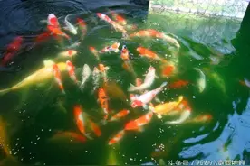 壁池！sorry是池壁池底长的水藻是什么颜色？对锦鲤有影响？图片