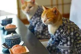 20只穿上迷你和服的喵星人，瞬间将我美翻图片