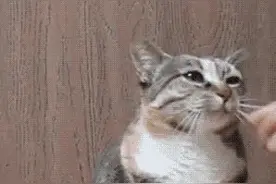 《宠物知识》猫咪品种大全，看看世界上最神奇的两种猫！图片