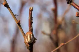 北方农村的朋友，小的时候一定吃过这种小虫子？图片