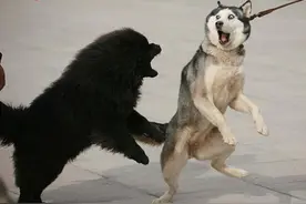 要问犯二哪家强，自然是哈士奇称“大王”！细数二哈犯二经典镜头图片