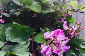 这种红色的豆角叫什么名字？好吃吗？图片