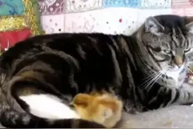 小鸡仔硬要钻进猫的屁股下睡觉，喵星人好无奈！图片
