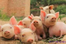 20多年的养猪经验告诉你，做好以下四点年赚百万不是事！图片