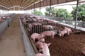 生料养猪效益好，但有五点要注意图片