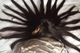 哥哥看妹妹赖床不起来，恶作剧将头发摆成各种造型图片