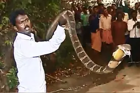 现场实拍：捕抓凶猛巨型眼镜王蛇！图片