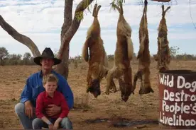 男子与野狗作斗争，羊群经常遇袭，很苦恼！图片