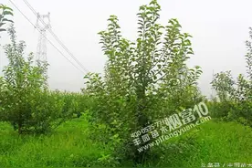 甜茶育苗 危害大 越是树大越易折图片